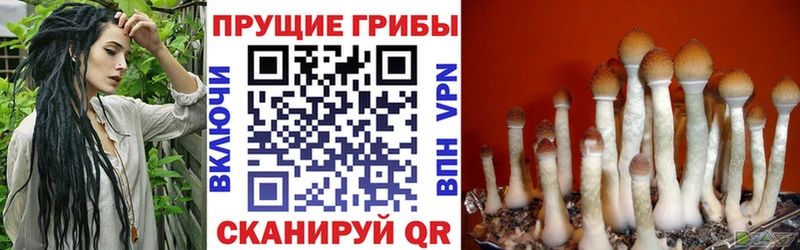 Галлюциногенные грибы Psilocybe  где купить наркотик  Хадыженск 